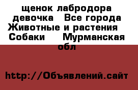 щенок лабродора девочка - Все города Животные и растения » Собаки   . Мурманская обл.